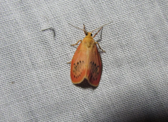 Miltochrista miniata - piros medvelepke
