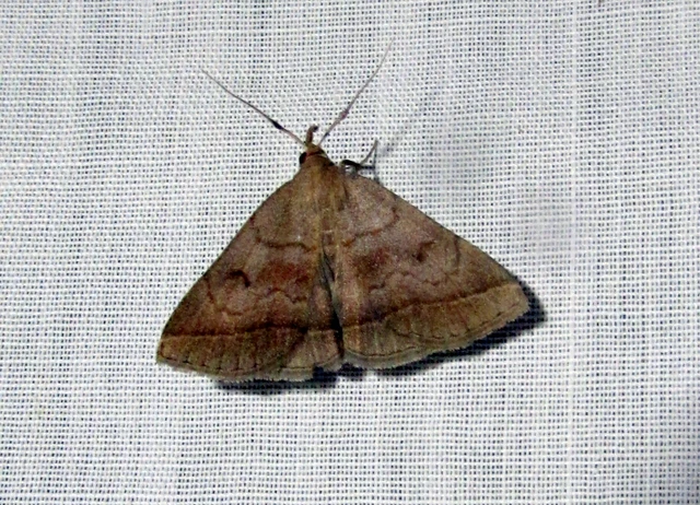 Zanclognatha lunalis - pelyheslábú karcsúbagoly