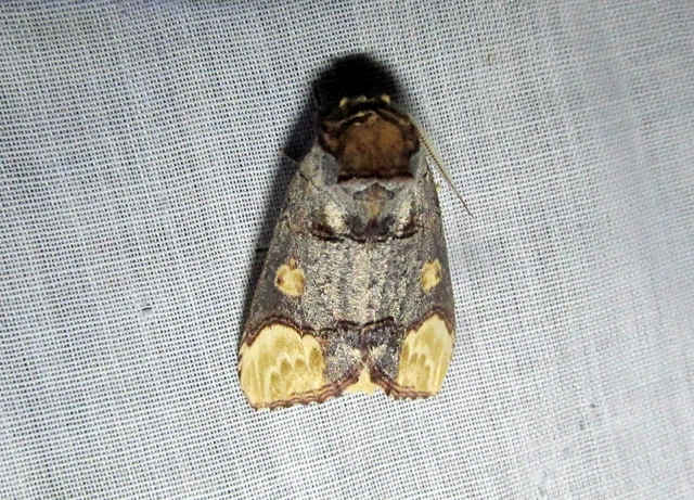 Phalera bucephaloides - magyar púposszövő