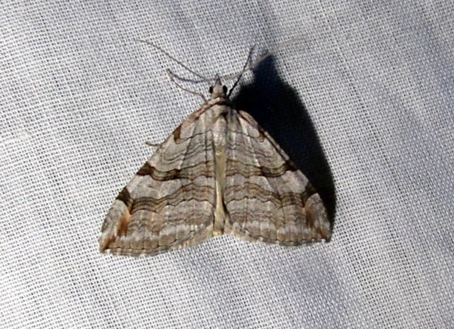 Aplocera efformata/plagiata