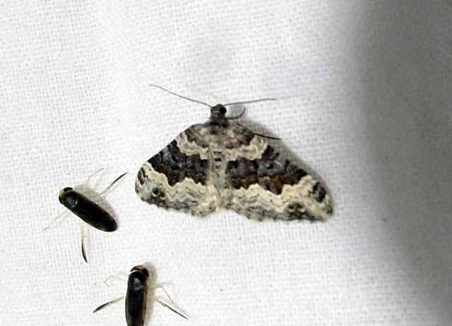 Epirrhoe galiata - sávos galajaraszoló