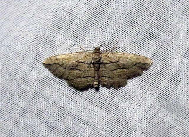 Horisme corticata - barna iszalagaraszoló