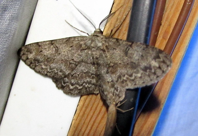 Hypomecis punctinalis - pettyes faaraszoló