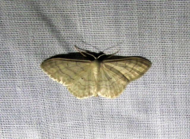 Idaea deversaria - egyszínű sávosaraszoló