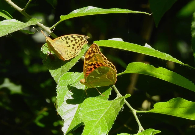 Argynnis pandora - zöldes gyöngyházlepke