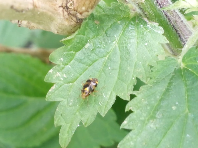 Liocoris tripustulatus - hárompettyes mezeipoloska