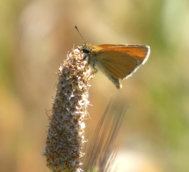 Thymelicus lineola - vonalas busalepke