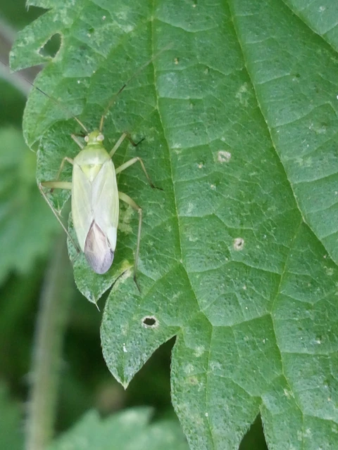 Calocoris