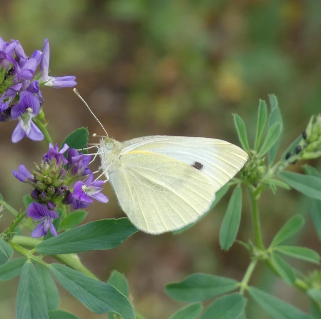 Pieris rapae - répalepke