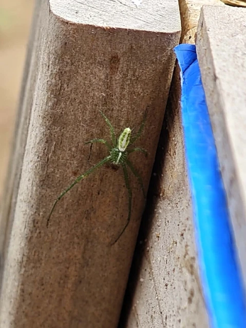 Heriaeus oblongus