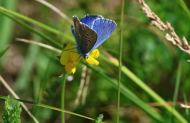 Polyommatus bellargus - égszínű boglárka