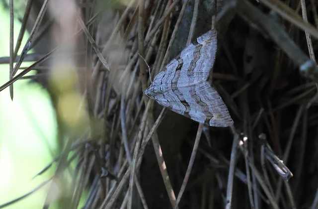 Aplocera efformata/plagiata