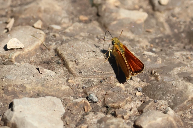 Thymelicus lineola - vonalas busalepke