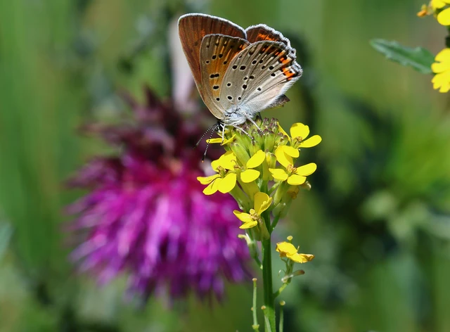 Lycaena alciphron - ibolyás tűzlepke