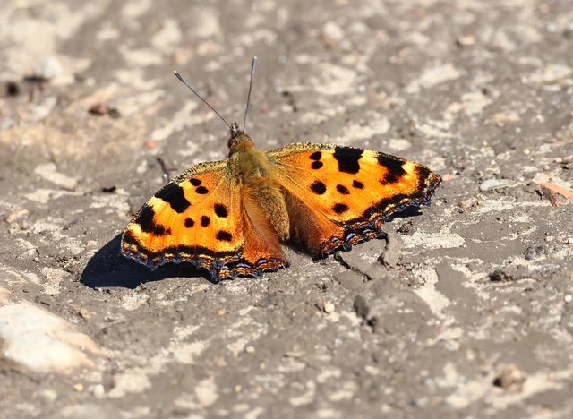 Nymphalis polychloros - nagy rókalepke