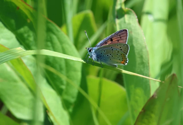 Lycaena alciphron - ibolyás tűzlepke