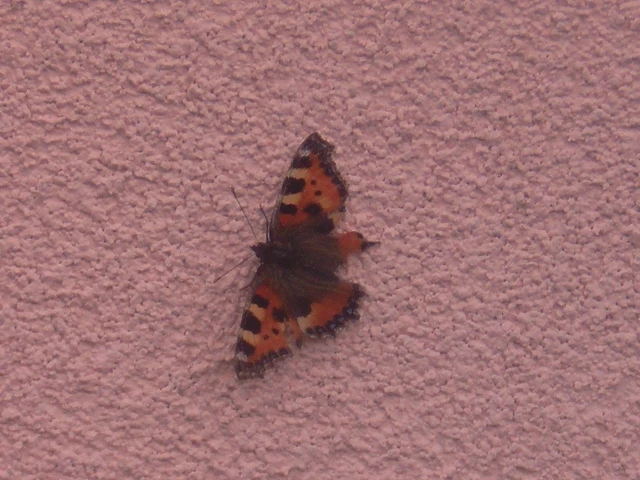 Nymphalis urticae - kis rókalepke Nymphalis urticae - kis rókalepke