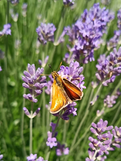 Thymelicus sylvestris - barna busalepke