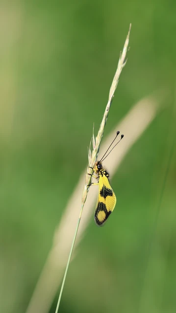 Libelloides macaronius - keleti rablópille