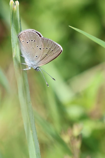Cyaniris semiargus - aprószemes boglárka