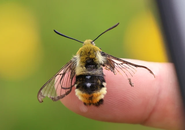 Hemaris tityus - pöszörszender Hemaris tityus - pöszörszender