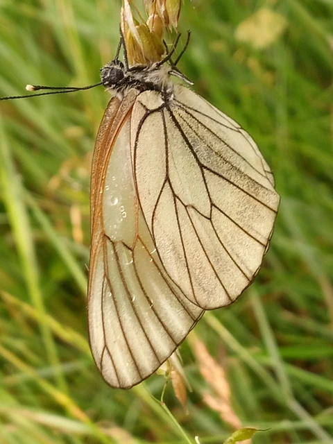 Aporia crataegi - galagonyalepke