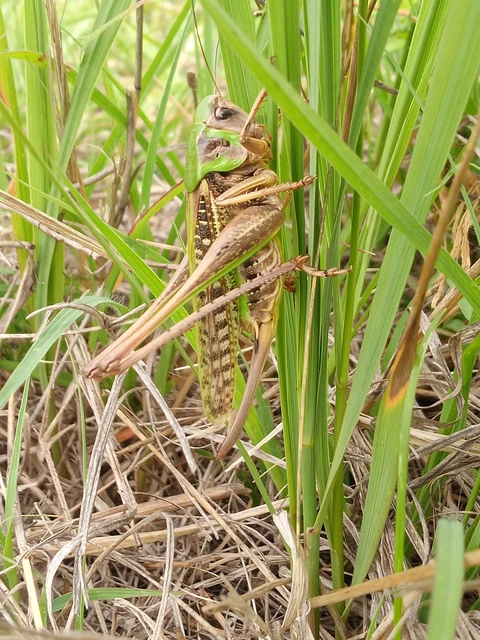 Decticus verrucivorus - szemölcsevő szöcske