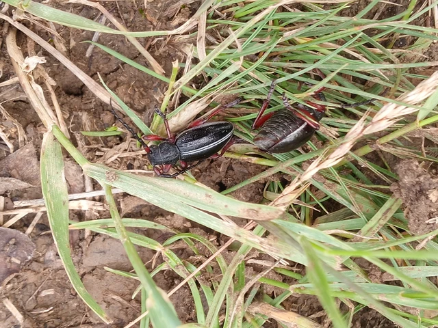 Dorcadion pedestre - kétsávos gyalogcincér Dorcadion pedestre - kétsávos gyalogcincér