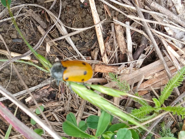 Lachnaia sexpunctata - szőrösnyakú zsákhordóbogár Lachnaia sexpunctata - szőrösnyakú zsákhordóbogár