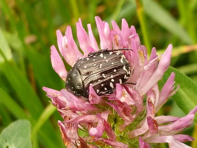 Oxythyrea funesta - sokpettyes virágbogár
