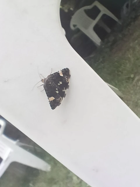 Tyta luctuosa - fekete nappalibagoly