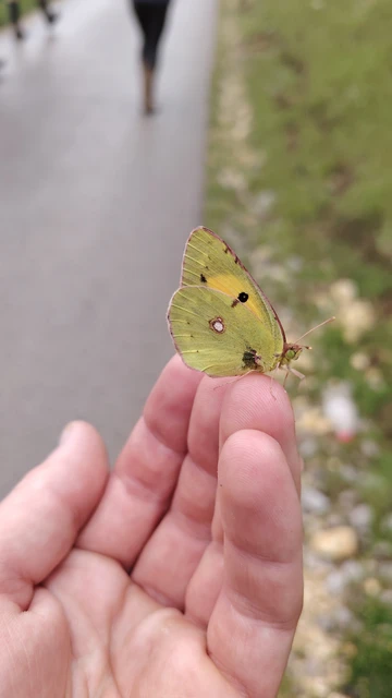 Colias croceus - sáfránylepke
