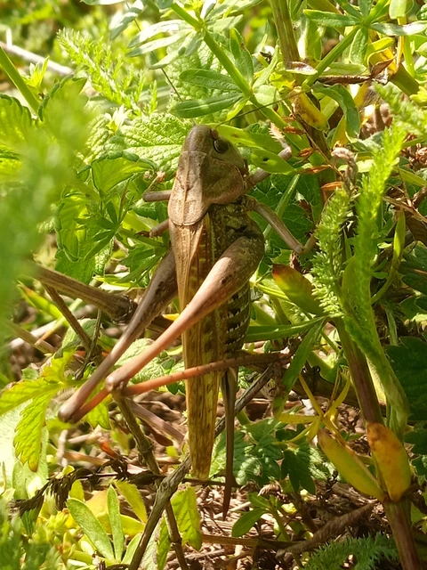 Decticus verrucivorus - szemölcsevő szöcske Decticus verrucivorus - szemölcsevő szöcske