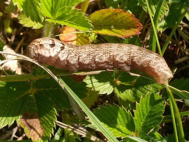Deilephila porcellus - piros szender