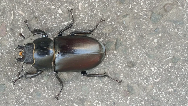 Lucanus cervus - nagy szarvasbogár