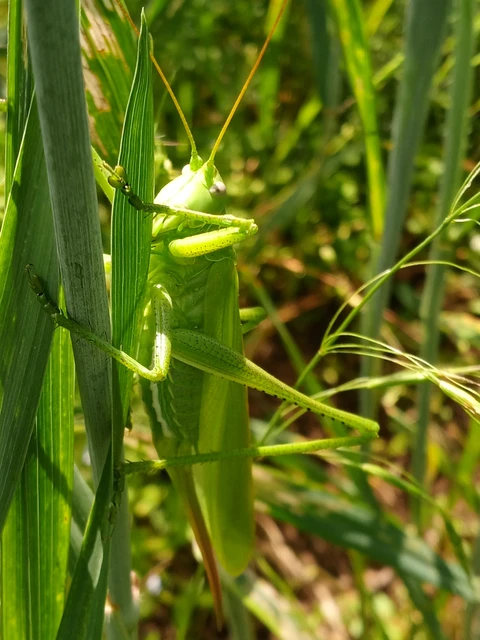 Tettigonia viridissima - zöld lombszöcske