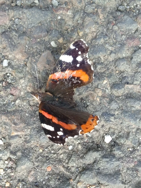 Vanessa atalanta - atalantalepke