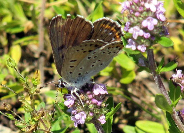 Lycaena alciphron - ibolyás tűzlepke