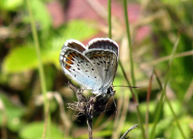 Plebejus argus - ezüstös boglárka