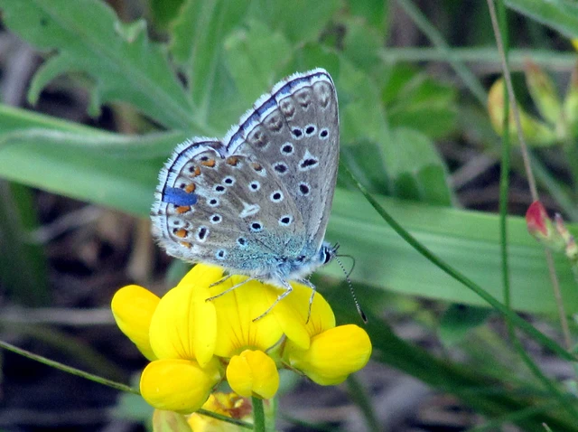 Polyommatus bellargus - égszínű boglárka