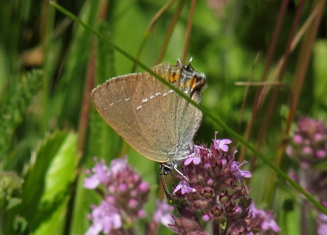 Satyrium acaciae - akác-csücsköslepke