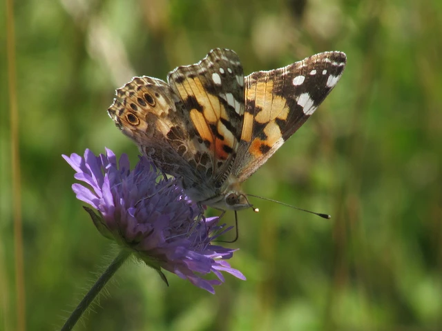 Vanessa cardui - bogáncslepke