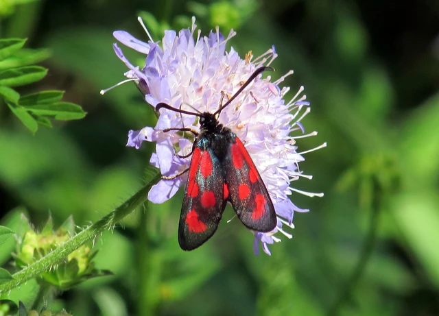 Zygaena loti - közönséges csüngőlepke