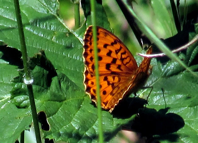 Brenthis daphne - málna-gyöngyházlepke Brenthis daphne - málna-gyöngyházlepke