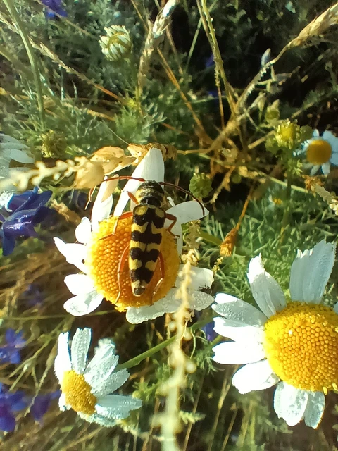 Echinocerus floralis - lucerna-darázscincér