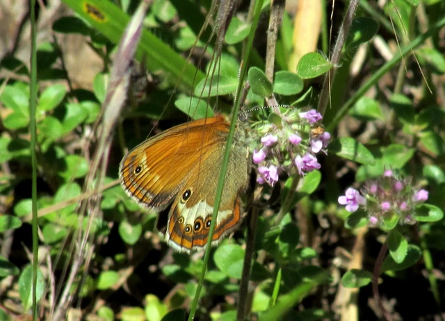 Coenonympha arcania - fehéröves szénalepke