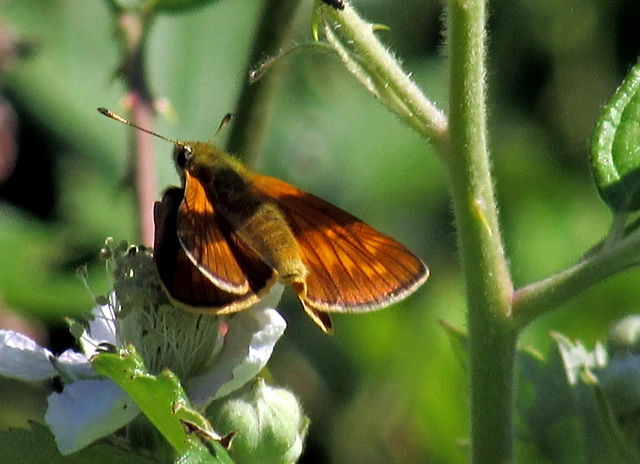 Ochlodes sylvanus - erdei busalepke