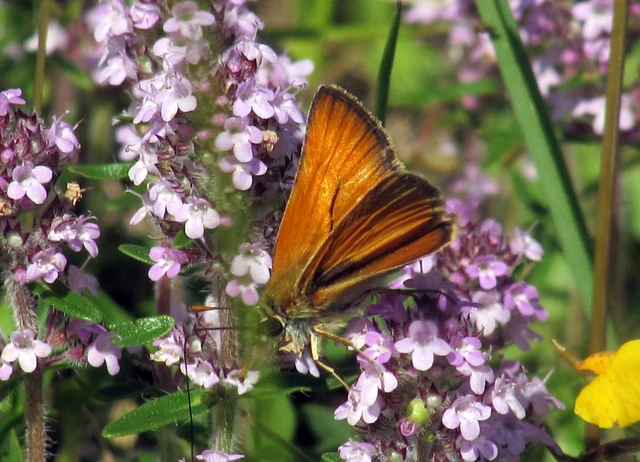 Thymelicus lineola - vonalas busalepke