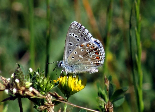 Polyommatus bellargus - égszínű boglárka