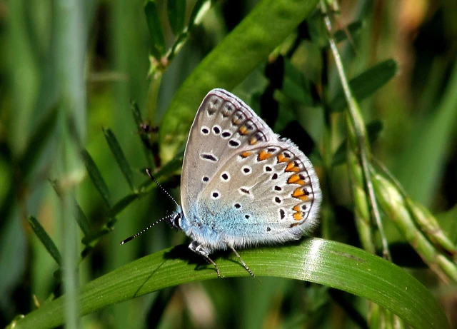Polyommatus icarus - közönséges boglárka
